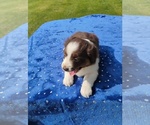 Small #5 Miniature American Shepherd