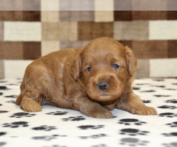 Medium Photo #1 Cavapoo (Miniature) Puppy For Sale in DENVER, PA, USA