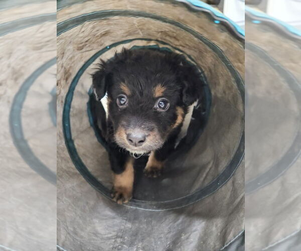 Medium Photo #5 Mutt Puppy For Sale in Mooresville, NC, USA