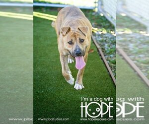 Nadia - Female Mutt Dog for Adoption - Photo #2