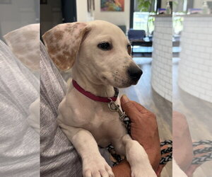 Brutus - Male Beagle-Unknown Mix Dog for Adoption - Photo #2