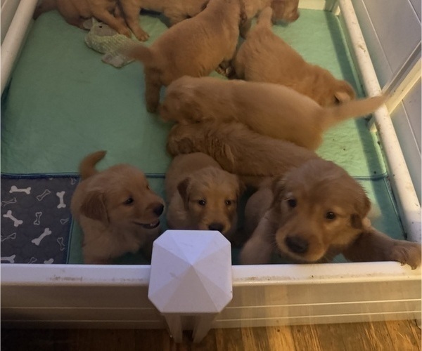 Medium Photo #11 Golden Retriever Puppy For Sale in SOMERSWORTH, NH, USA