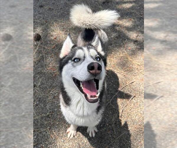 Medium Photo #3 Siberian Husky-Unknown Mix Puppy For Sale in Woodland, CA, USA