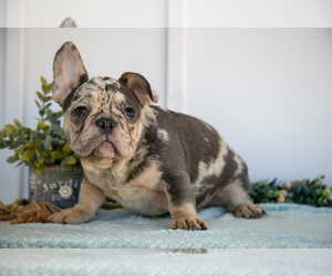 Medium French Bulldog