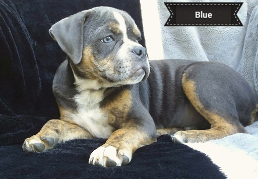 Medium Photo #1 Olde Bulldog-Puggle Mix Puppy For Sale in GARRETTSVILLE, OH, USA