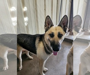 German Shepherd Dog-Unknown Mix Dogs for adoption in El Centro, CA, USA