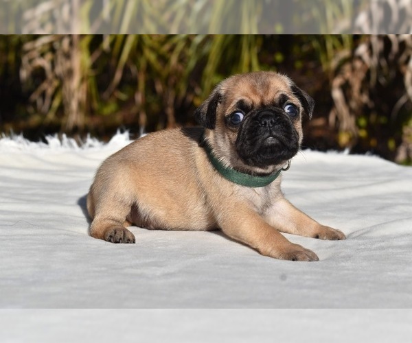 Medium Photo #1 Pug Puppy For Sale in PALM COAST, FL, USA