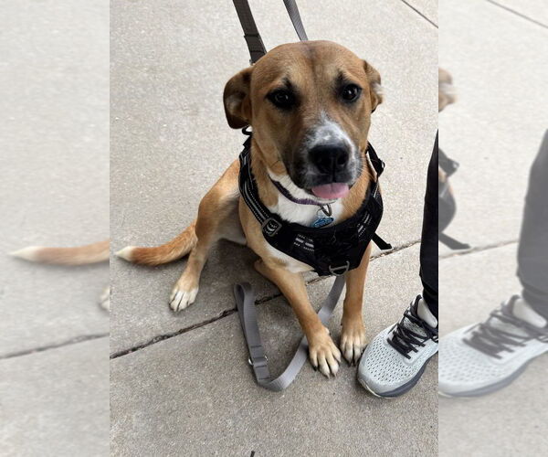 Medium Photo #1 Labrador Retriever-Mountain Cur Mix Puppy For Sale in Greenbelt, MD, USA