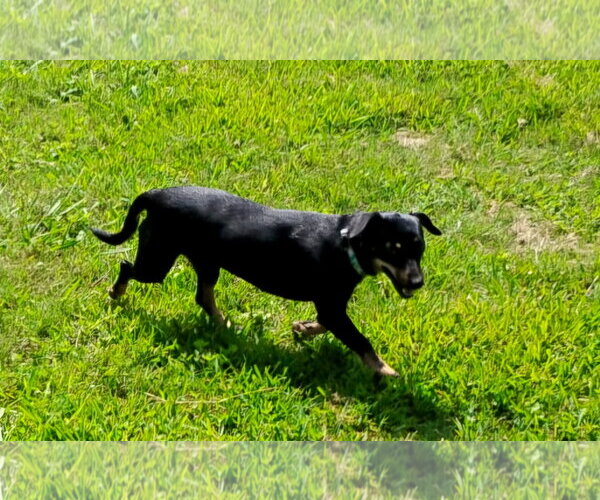 Medium Photo #4 Dachshund-Unknown Mix Puppy For Sale in Missouri City, TX, USA