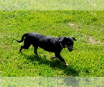 Small #3 Dachshund Mix