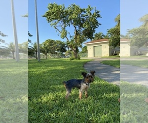 Yorkshire Terrier Puppy for sale in LOS ANGELES, CA, USA