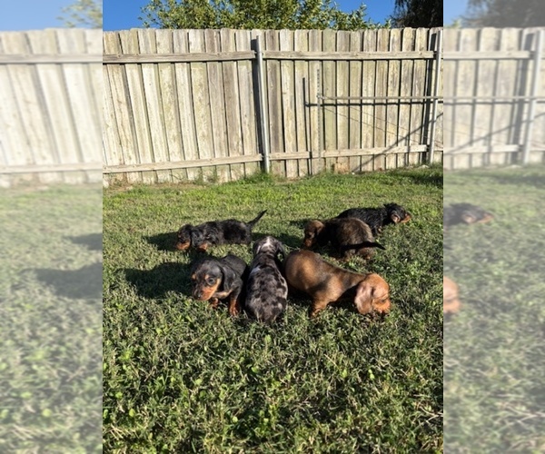 Medium Photo #2 Dachshund Puppy For Sale in SAN BERNARDINO, CA, USA