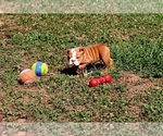 Small #1 English Bulldog