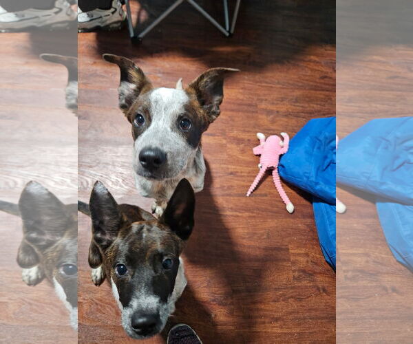 Medium Photo #2 Mutt Puppy For Sale in Garden City, NY, USA