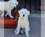 Small #1 Akbash-Great Pyrenees Mix