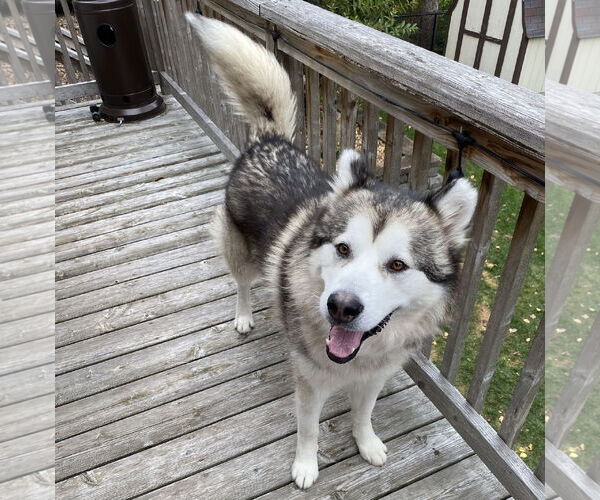 Medium Photo #5 Alaskan Malamute-Unknown Mix Puppy For Sale in Brooklyn Center, MN, USA