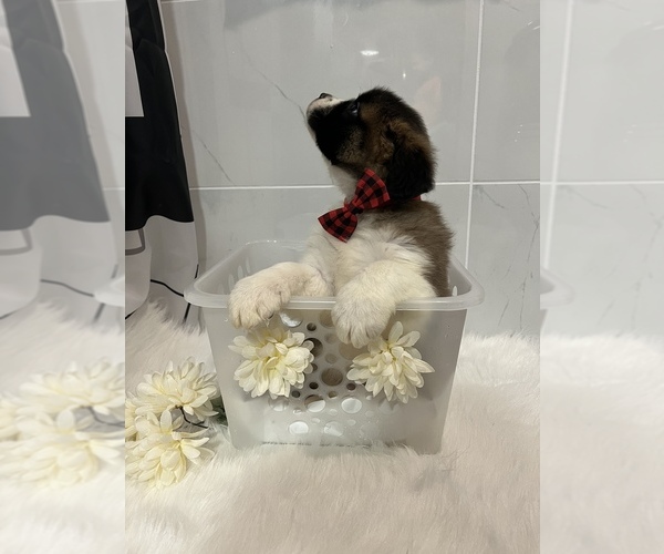Medium Photo #5 Saint Bernard Puppy For Sale in WHITESBORO, NY, USA
