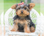 Small #3 Yorkshire Terrier
