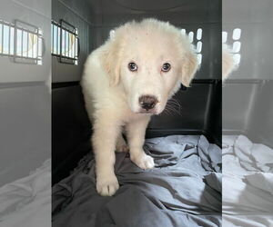 Great Pyrenees-Unknown Mix Dogs for adoption in Columbus, IN, USA