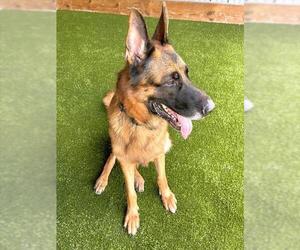 German Shepherd Dog Dogs for adoption in Naples, FL, USA