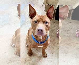 Staffordshire Bull Terrier-Unknown Mix Dogs for adoption in Fuquay-Varina, NC, USA