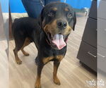 Small #1 Rottweiler Mix