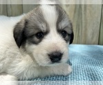 Puppy Willow Great Pyrenees