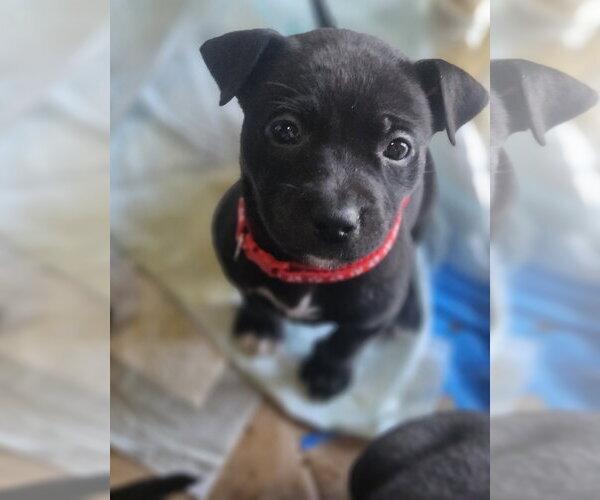 Medium Photo #1 Labrador Retriever-Unknown Mix Puppy For Sale in Princeton, MN, USA