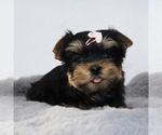 Small #3 Yorkshire Terrier