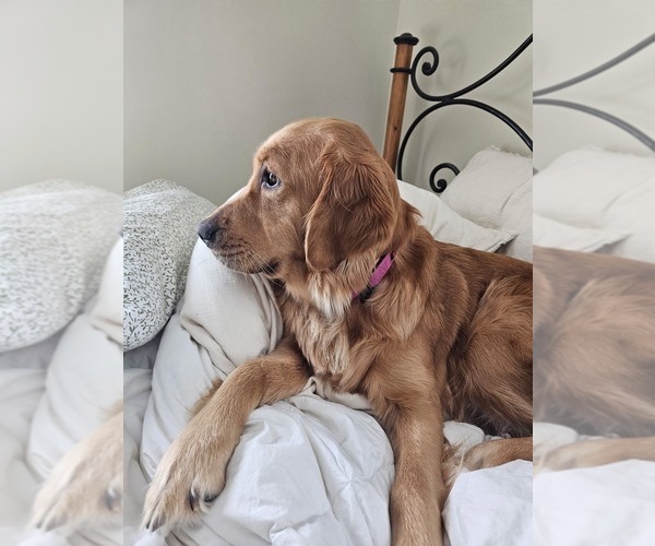 Medium Photo #1 Golden Retriever Puppy For Sale in WASECA, MN, USA