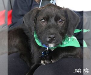 Labrador Retriever-Unknown Mix Dogs for adoption in Washington, DC, USA