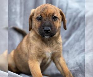 Labrador Retriever Mix Dog for Adoption in San Diego, California USA