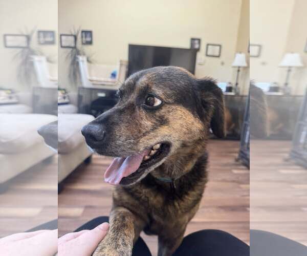Medium Photo #2 Mutt Puppy For Sale in Woodbury, NY, USA