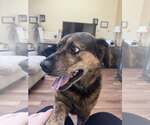 Small Photo #2 Mutt Puppy For Sale in Woodbury, NY, USA