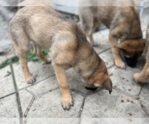 Belgian Malinois-Border Collie Mix Puppy for sale in DISCOVERY BAY, CA, USA
