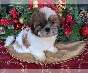 Shih Tzu Puppy for Sale in BRIDGEWATER, Virginia USA