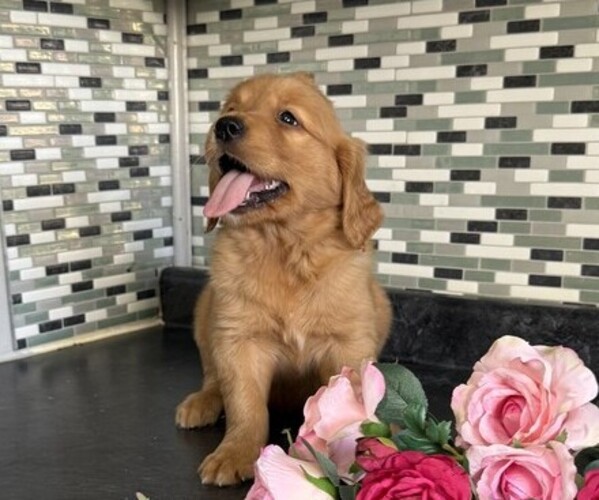 Medium Photo #3 Golden Retriever Puppy For Sale in THORP, WI, USA