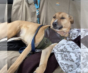 Pika - Male Mutt Dog for Adoption - Photo #22