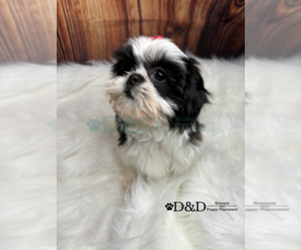 Medium Photo #21 Shih Tzu Puppy For Sale in RIPLEY, MS, USA