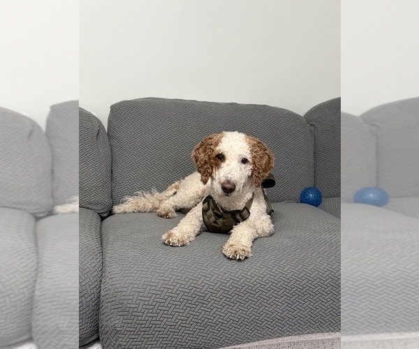 Medium Photo #1 Goldendoodle mix (+ Poodle Miniature) Puppy For Sale in BRONX, NY, USA