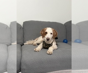 Father of the Goldendoodle mix (+ Poodle Miniature) puppies born on 10/21/2025