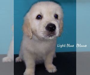 English Cream Golden Retriever Puppy for sale in CLANTON, AL, USA