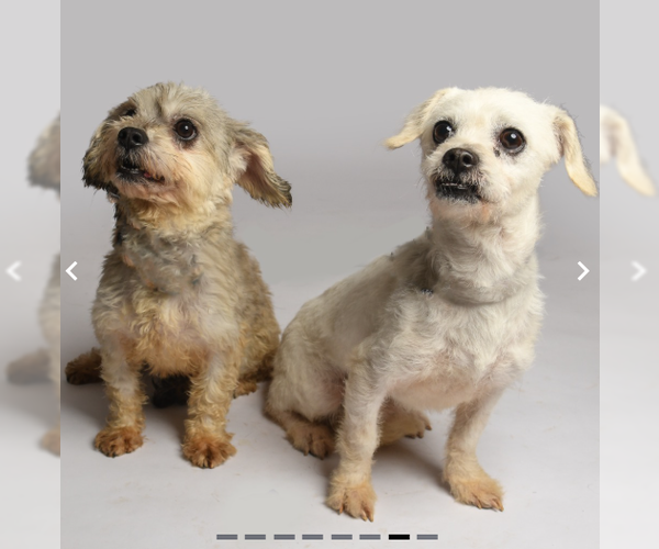 Medium Photo #2 Poodle (Miniature)-Unknown Mix Puppy For Sale in Cranston, RI, USA