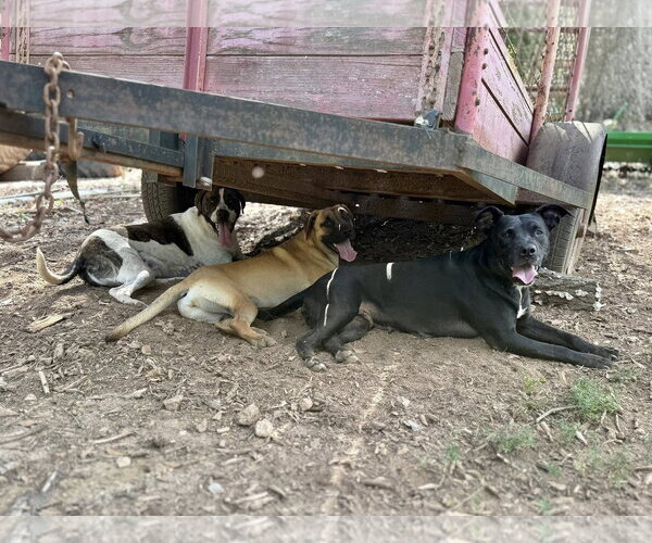 Medium Photo #14 Mutt Puppy For Sale in Decatur, GA, USA