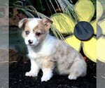 Small Photo #3 Pembroke Welsh Corgi Puppy For Sale in EAST EARL, PA, USA