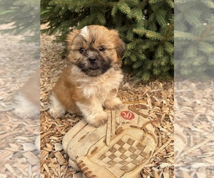 Shih Tzu Puppy for sale in MIDDLEBURY, IN, USA