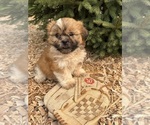 Small Shih Tzu