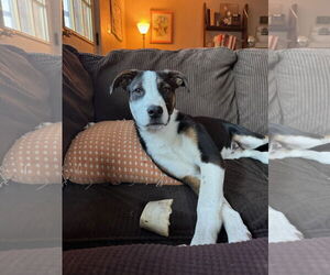 Mutt Dogs for adoption in Fort Collins, CO, USA