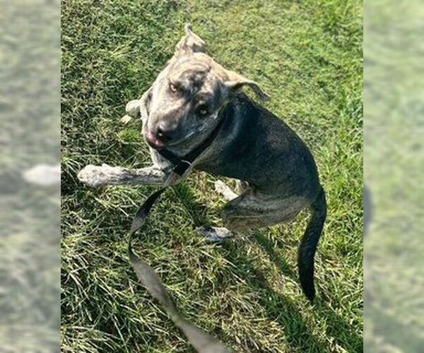 Medium Photo #4 Catahoula Leopard Dog-Unknown Mix Puppy For Sale in Oakhurst, NJ, USA