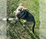 Small #3 Catahoula Leopard Dog Mix